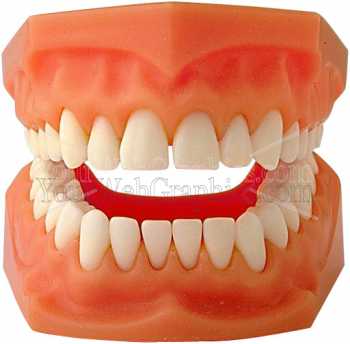 photo - teeth-4-jpg